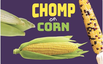 Corn Activity Guide
