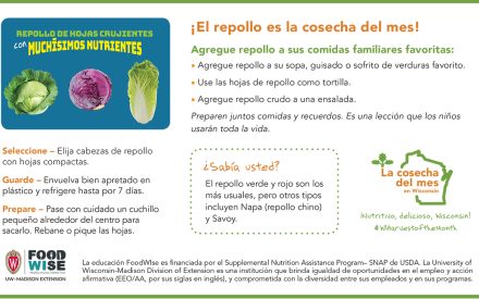 Inserción para el boletín sobre el repollo