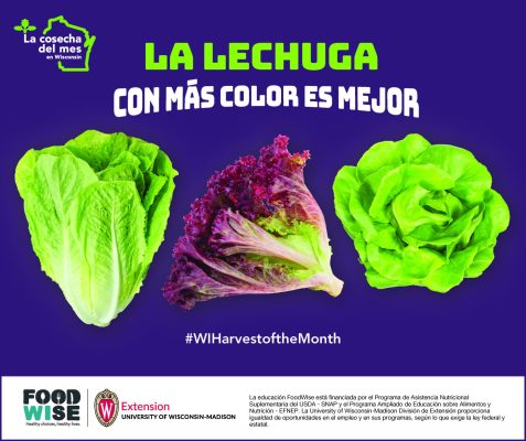 Cartelón de lechuga 11×17