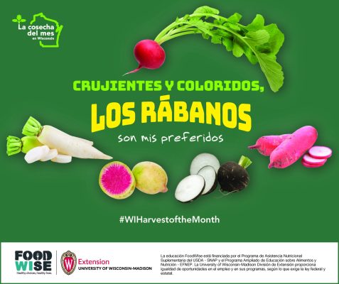 Tarjeta de rábanos