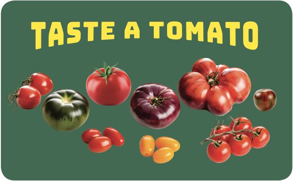 Tomato Postcard