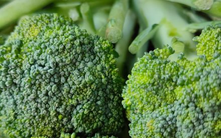 Harvest of the Month: Broccoli