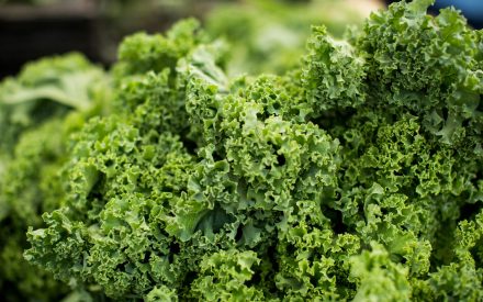 Harvest of the Month: Kale