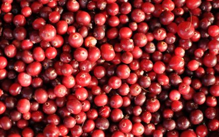 Harvest of the Month: Cranberries