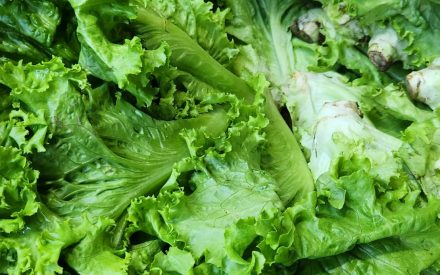 Harvest of the Month: Lettuce