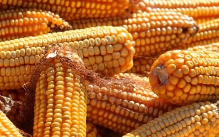 Harvest of the Month: Corn