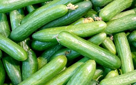 Harvest of the Month: Cucumbers