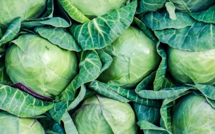 Harvest of the Month: Cabbage